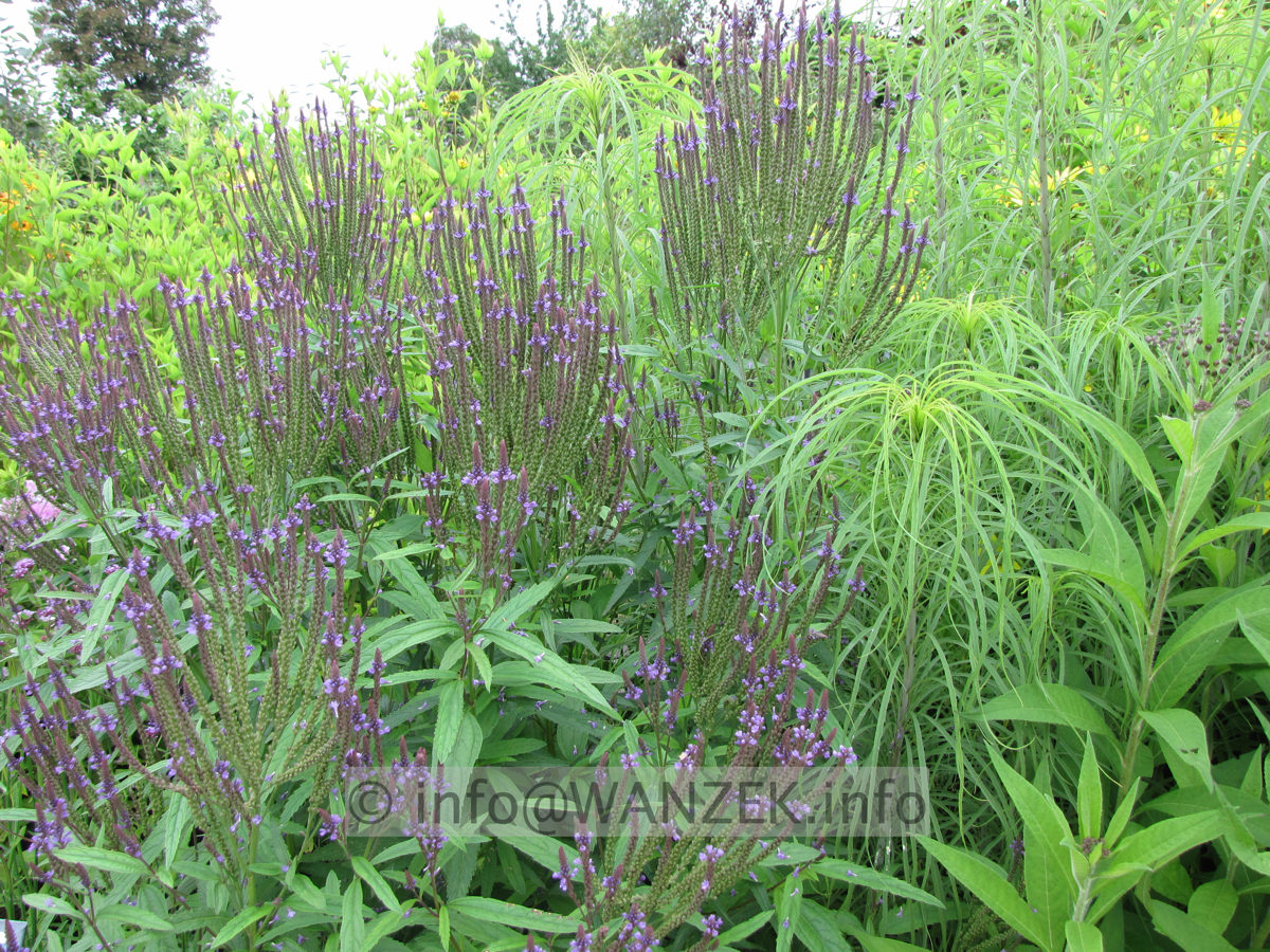 Verbena hastata 05.JPG